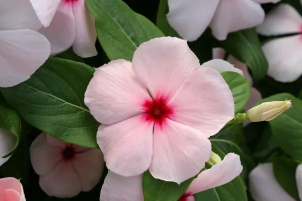 Vinca Seeds Cobra Apricot 25 Seeds Flower Seeds Fresh Garden - $10.50