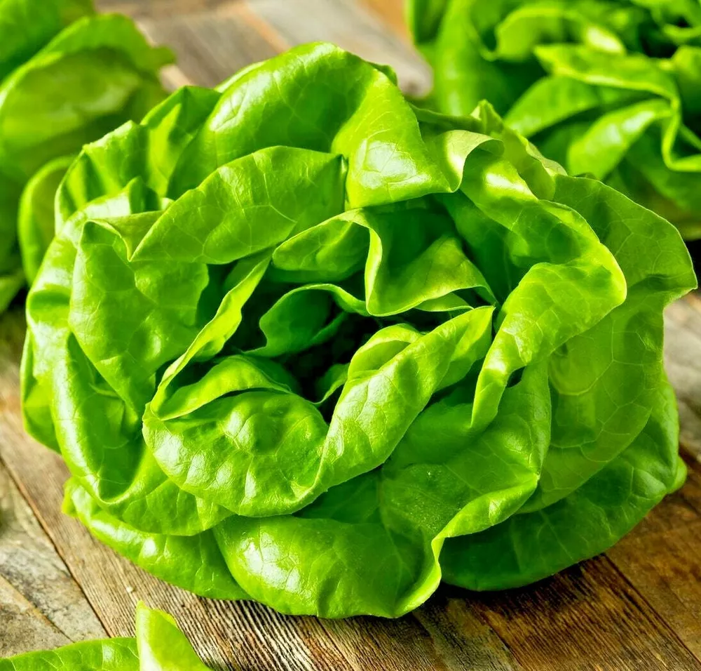 Lettuce Buttercrunch 100 Seeds Salads Vegetable Garden Heirloom Microgreens - £3.51 GBP