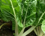 Swiss Chard Seeds 50 Fordhook Giant Heat Tolerant Greens Garden Fast Shi... - $8.99