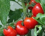 120 Seeds Ace 55 Tomato Seeds Heirloom Non Gmo Fresh Fast Shipping - £7.20 GBP