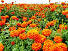 Mixed Chrysanthemum Seeds Perennial Flowering Rose Pink Orange Yellow Red - £6.74 GBP