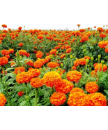 Mixed Chrysanthemum Seeds Perennial Flowering Rose Pink Orange Yellow Red - $8.62
