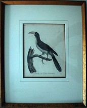 Le Valliant Crowned Hornbill Calao Couronne Rare Engraving ca1802 Framed - £132.89 GBP