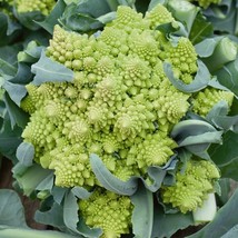 500 Romanesco Broccoli Seeds (Brassica Oleracea) Vegetables - £6.24 GBP