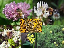 Shipped From Us 384,000 Honey Bee Mix Seeds, ZG09 - £111.69 GBP