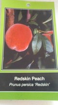 Redskin Peach 4-6 Ft Tree Plant Sweet Juicy Peaches Fruit Trees Plants - £112.38 GBP