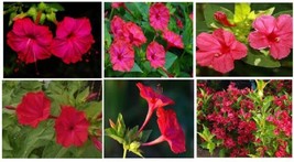 Red 4 0&#39;Clock Beautiful Perennial Flowers 15 Seeds Home Grown Seller USA Garden - $8.97