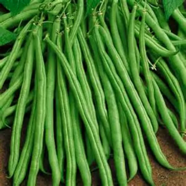 USA Seller FreshTendergreen Bush Green Beans 56&quot;&quot; Long - £10.18 GBP