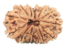 Gauri Shankar Ganesh Rudraksha – Nepal – 13 Mukhi – 28.88 mm - IGL Certi... - $173.25
