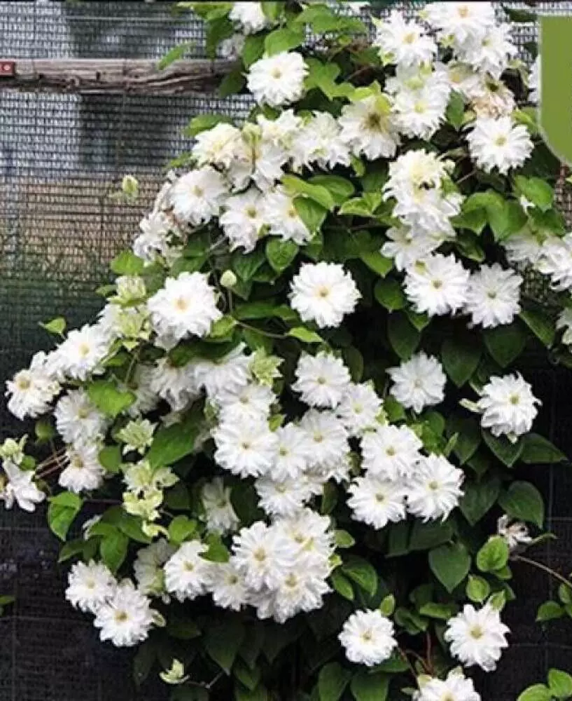 20 SEEDS For Pure White CLEMATIS vine plant - $11.24