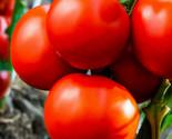 Marglobe Tomato Seeds Heirloom Red Marvel Globe Vine Garden Vegetable Seed  - £4.72 GBP