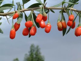 Lycium barbarum Goji Berry Wolfberry | Chinese Box Thorn  20_Seeds_Tera ... - $15.99