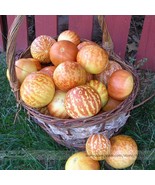 Tigger Tiger Miniature Personal Melon Cucumis Melo Seeds Pack E3344 New ... - $16.32 CAD