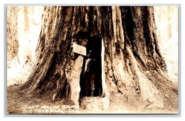 RPPC Man Inside Giant Hollow Stump Big Tree Park CA California UNP Postcard R11 - £8.10 GBP