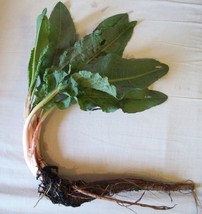 Curly Dock - Live Root Start - Rumex crispus - £11.98 GBP