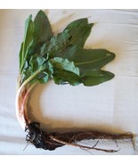 Curly Dock - Live Root Start - Rumex crispus - €12,78 EUR