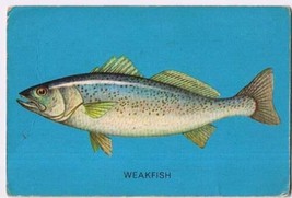 Parkhurst 1962 Fish Trading Card #7 Weakfish - $2.78