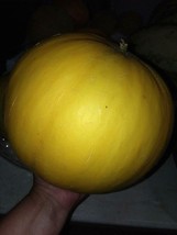 USA SELLER Golden Perfection Melon Seeds Sweet 10 Seeds Fresh New - $18.98