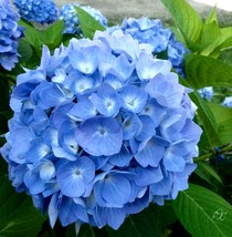 10 Blue Hydrangea Seeds Evergreen Flowers - £14.85 GBP