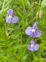 Mimulus Ringens Monkey Flower Attracts Hummingbirds Starter Plant Plug  - £23.32 GBP