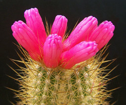 ARROJADOA RHODANTHA exotic cactus rare blooming succulent gymnocactus 20 SEEDS - £7.02 GBP