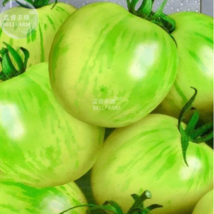 SEED Bright Green White Zebra Tomato Organic - £3.18 GBP