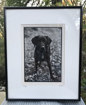 Maggie S Bokos Signed Black Lab Framed Dog Photography 12 3/4&quot; x 15 1/2&quot;  - £34.87 GBP