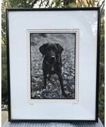 Maggie S Bokos Signed Black Lab Framed Dog Photography 12 3/4&quot; x 15 1/2&quot;  - $60.30 CAD