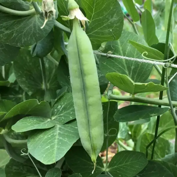 Fresh Early Frosty Pea Seeds 25 Ct Green Pod Vegetable Heirloom Non-Gmo Usa - £7.60 GBP