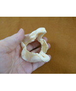 (sj500-25) 2-1/2&quot; Zebra Bullhead SHARK jaw sharks jaws teeth Heterodontu... - $89.79 CAD