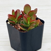 Succulent Pot Plant - Crassula Ovata Crosby : Dwarf Jade - Live Plants I... - $123.10 MXN