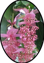 Florinilla &quot;AROSA&quot; Medinilla Plant~~Live Well Rooted &quot;STARTER&quot; Plant~ Gorgeous P - $29.99