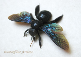 Real Giant Rainbow Carpenter Bee Xylocopa Valga Entomology Collectible S... - £43.90 GBP