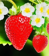 100 Red Strawberry Fruit Seeds Nongmo Perennial Fresh Harvest - £6.66 GBP