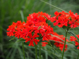 USA SELLER Maltese Scarlett Cross Lychnis Chalcedonica 50 Seeds Fast Shipping - $8.99