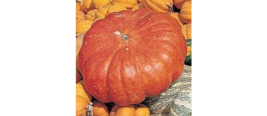 10 Seeds Heirloom Pumpkin Rouge D&#39;etamps Vif Red Skinned Flattened Ribbed Fruits - $18.90