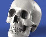  4pcs set resin castin model kit skull human head fantasy unpainted 36034700312732 thumb155 crop