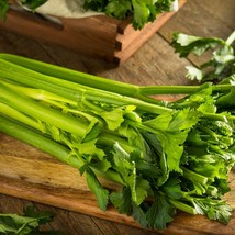 2750 Celery Seeds Tall Utah Stringless Vegetable Seeds For Microgreens Or Planti - £7.01 GBP