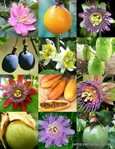 PASSIFLORA mix - PASSION FRUIT exotic edible tropical flower vine seed -15 seeds - £13.44 GBP