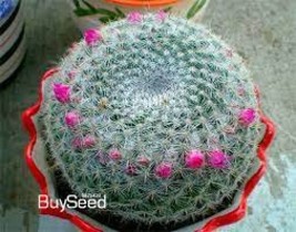 20 Seeds Cactus Rebutia Variety Flowering Mini Plant Seeds - $12.30