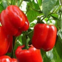 SRN Big Red Sweet Pepper Seeds Non-Gmo Heirloom Garden - $8.95