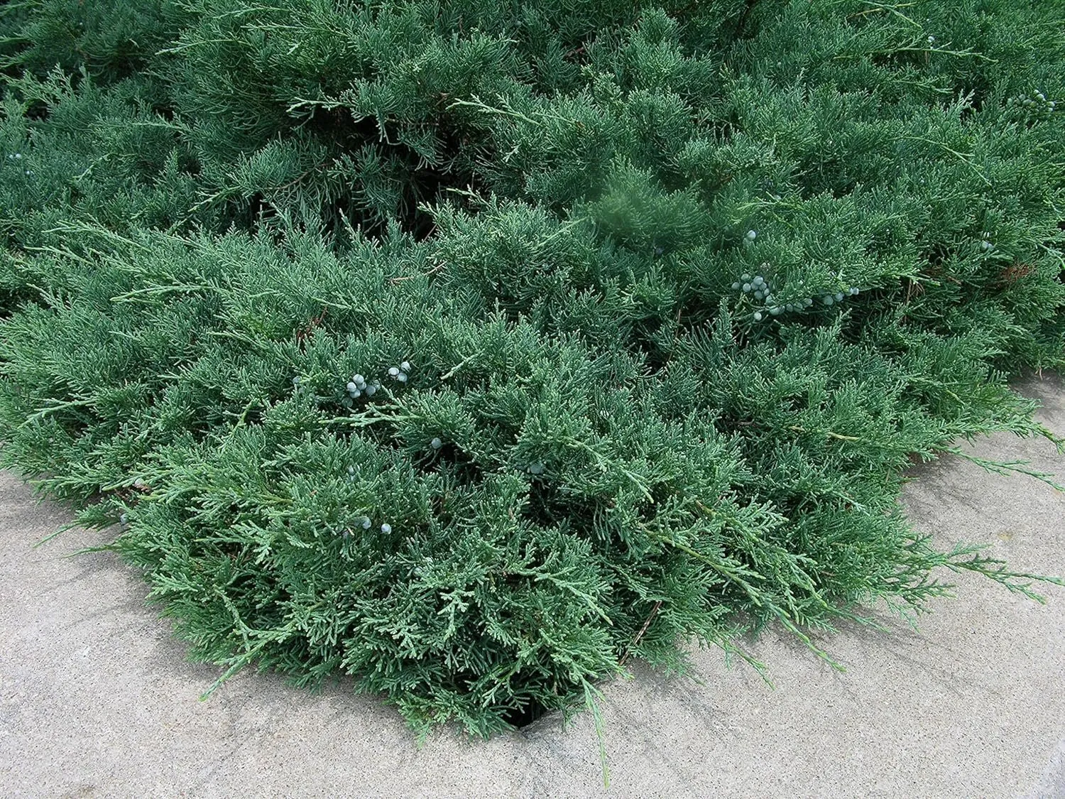 Blue Sargent Juniper Live Plants Juniperus Chinensis Drought Tolerant - £31.14 GBP