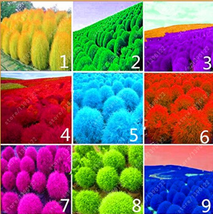 SL 9 Kinds Of Kochia Scoparia Grass Seeds Perennial Grass Burning Bush 100Pcs - $1.87