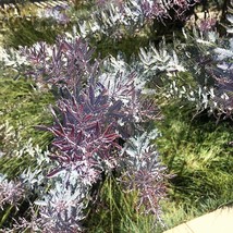 Fresh New 10 Purple Acacia Baileyana Purpurea Fernleaf Mimosa Cootamundra Wattle - £12.69 GBP