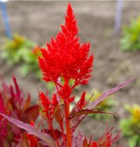 200 Seeds! Celosia FOREST FIRE Red Crimson Scarlet Cut Flowers Cockscomb Non-GMO - £8.84 GBP