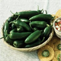 USA SELLER Early Jalapeno Hot Peppers Seeds Fast Shipping - £7.36 GBP