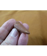 (DF233-10) 1-3/8" Fossil REAL SPINOSAURUS DINOSAUR tooth Jurassic dino f... - €18,31 EUR