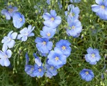 Linum Usitatissimum Common Flax Linseed 500 Seeds Fast Shipping - $8.99