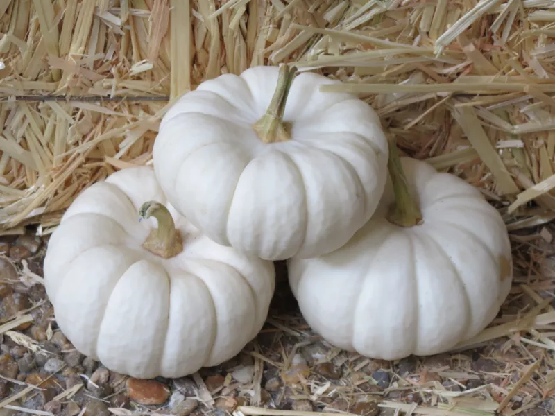 15 Seeds White Baby Boo Mini Pumpkin Miniature Cucurbita Pepo Vegetable - £8.96 GBP