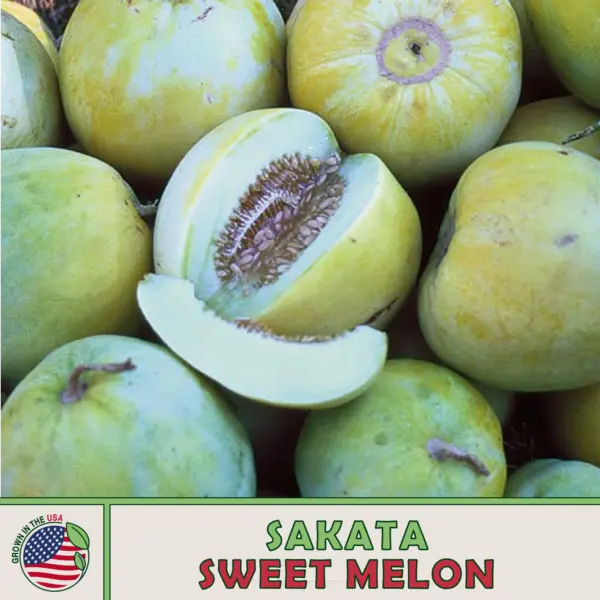 10 Sakata Sweet Melon Seeds Heirloom Non Gmo Genuine Usa Garden Fresh - £9.42 GBP